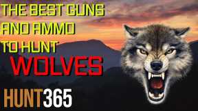 The Best Gun/Caliber to Hunt Wolves [Hunt365]