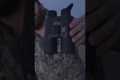 Nocpix New QUEST H50R Rangefinding